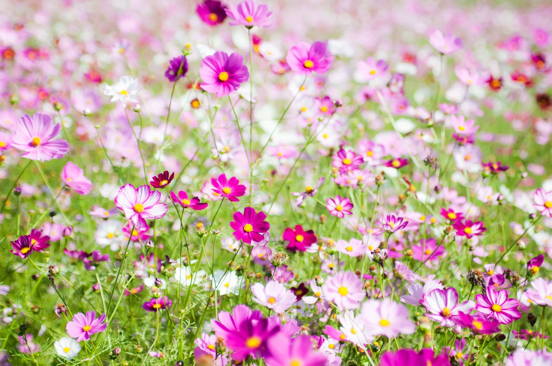 Leejongsung képe a Pixabay-en.