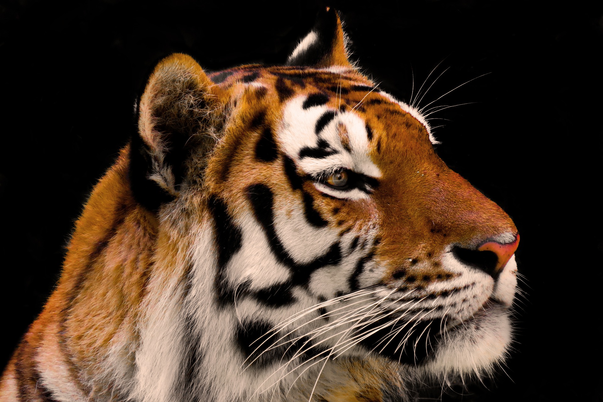 Tigris állatöv